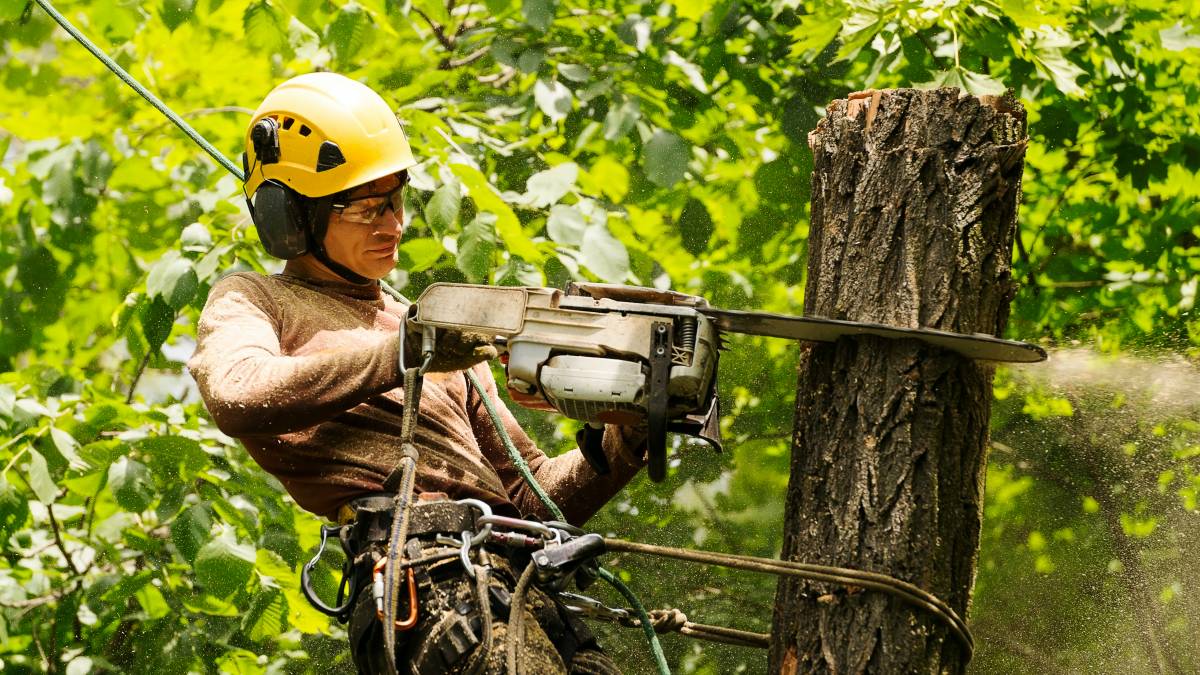 Comprehensive Guide to Palm Tree Removal Techniques
