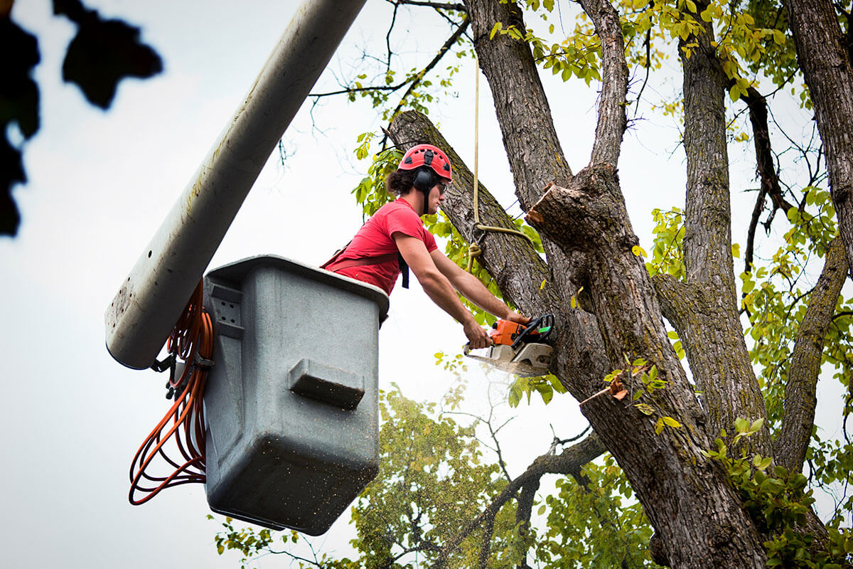 Why Tree Lopping Sydney is Essential for Property Maintenance