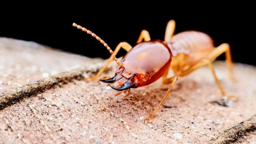 Sydney Termite Control Services You Can Trust for Long-Term Protection