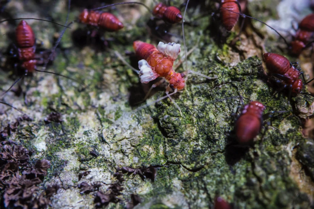 Sydney Termite Control Services You Can Trust for Long-Term Protection