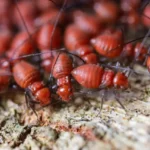 Sydney Termite Control Services You Can Trust for Long-Term Protection