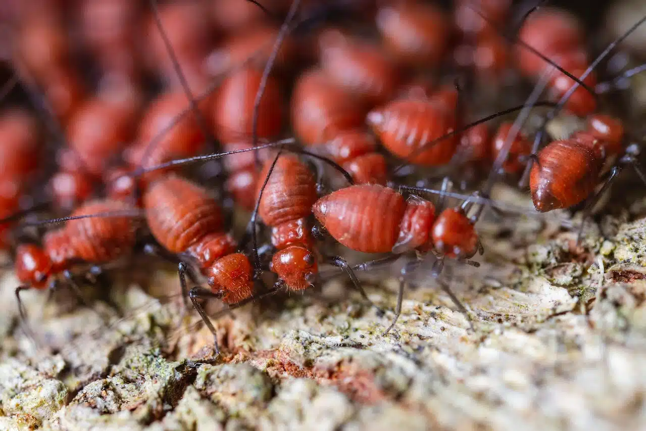 Sydney Termite Control Services You Can Trust for Long-Term Protection