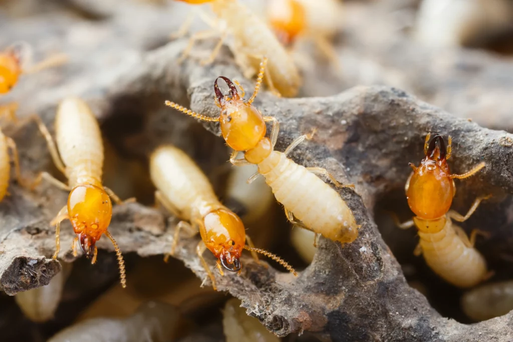 Finding the Best Termite Control Sydney Experts to Protect Your Property