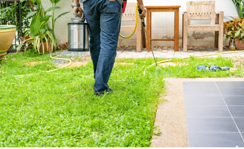 Termite Specialist Sydney