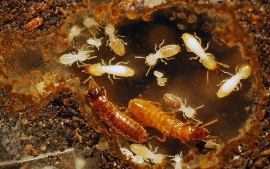 Termite Specialist Sydney