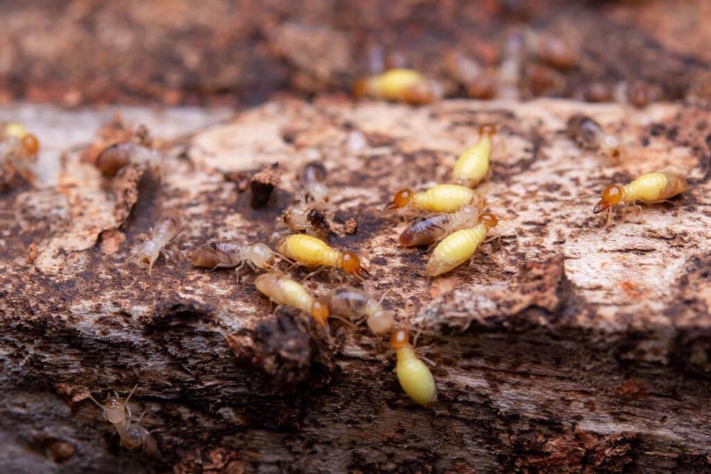 Termite Specialist Sydney