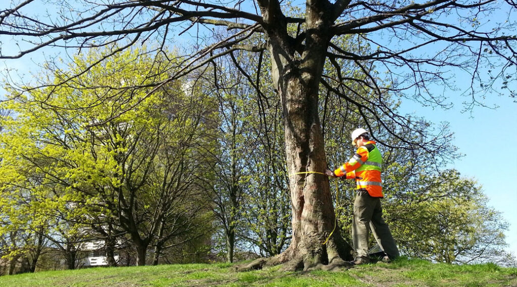 Protecting Your Garden: Advice from an Expert Arborist St Ives