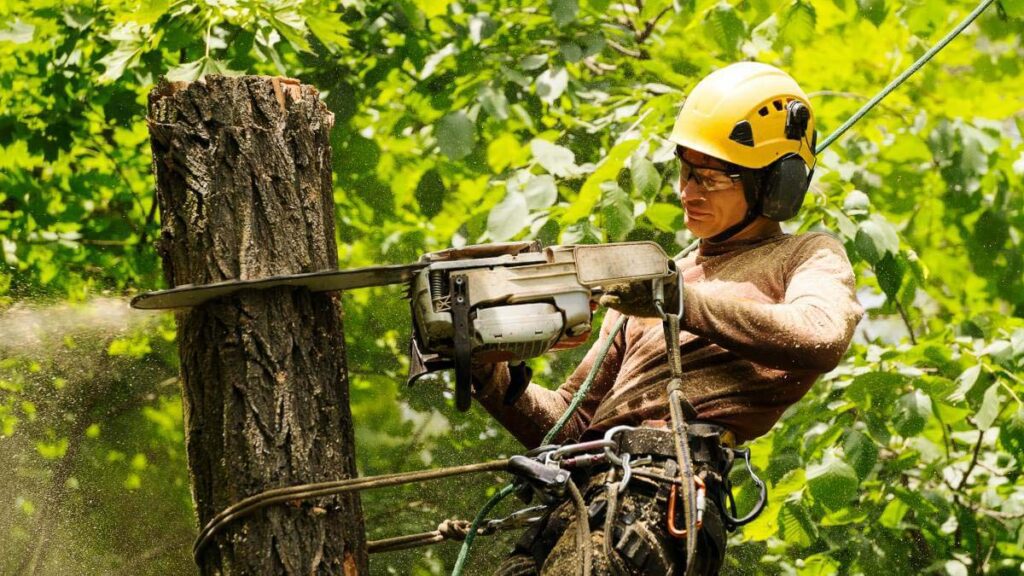 How to Get a Fast, Free Quote from an Expert Epping arborist