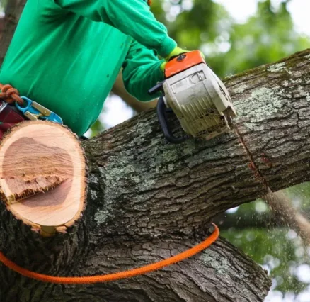 Protecting Your Garden: Advice from an Expert Arborist St Ives