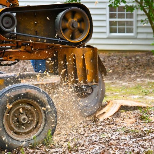 Expert Stump Grinding Services for a Clean Yard