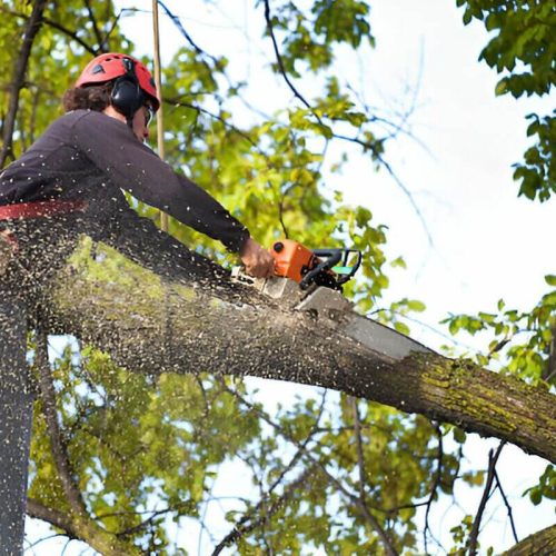 Why Tree Lopping Sydney is Essential for Property Maintenance